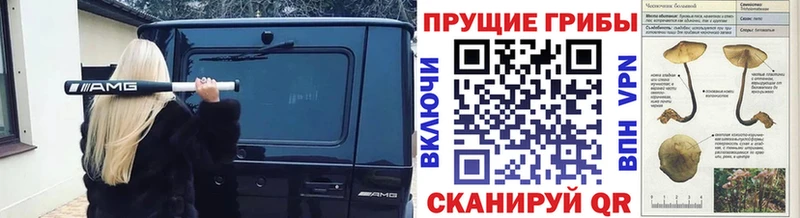 Псилоцибиновые грибы прущие грибы  Кропоткин 